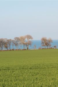 Fehmarn Blick über Feld