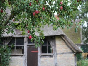 Äpfel am alten Museumshof