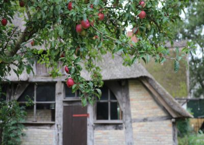 Äpfel am alten Museumshof