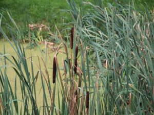 Teich am Museumshof