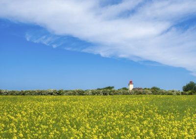 Rapsfeld Fehmarn