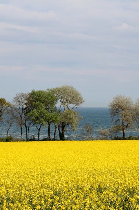 Rapsfeld und Ostseeküste